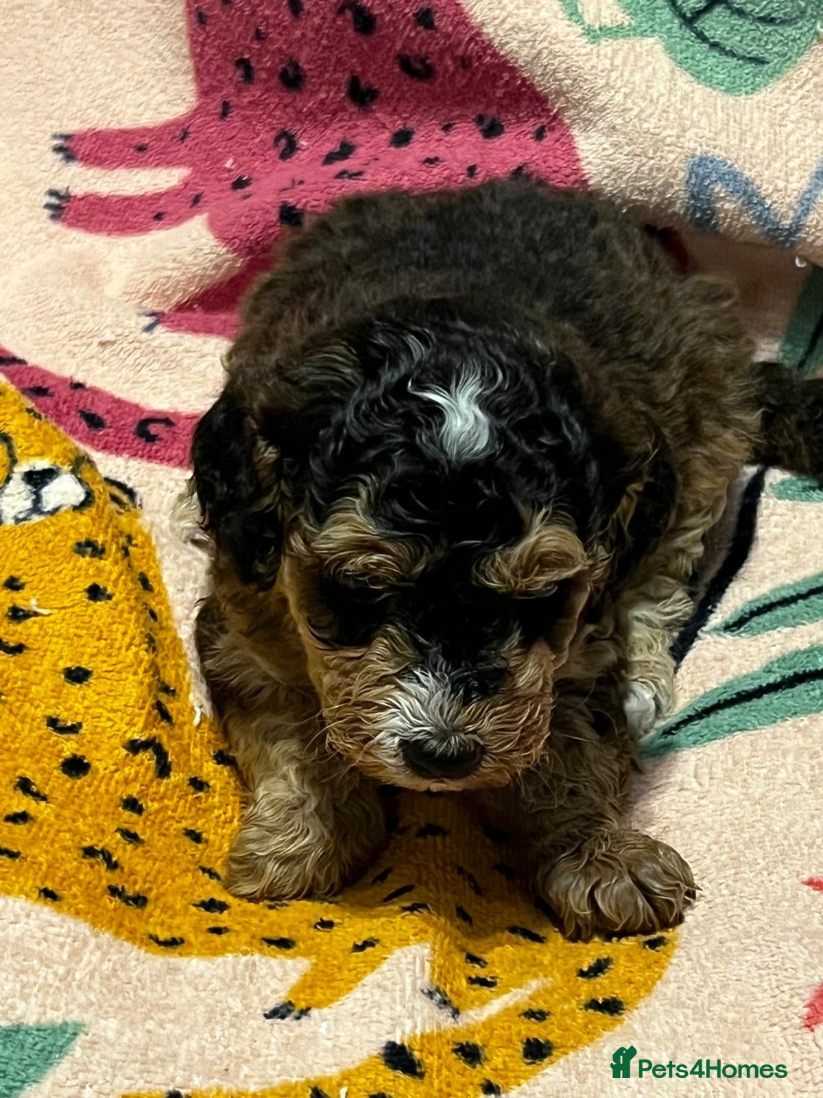 Cockapoo dogs F1b cockapoo for sale - Advert 1