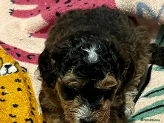 Cockapoo dogs for sale: F1b cockapoo for sale - Advert 1