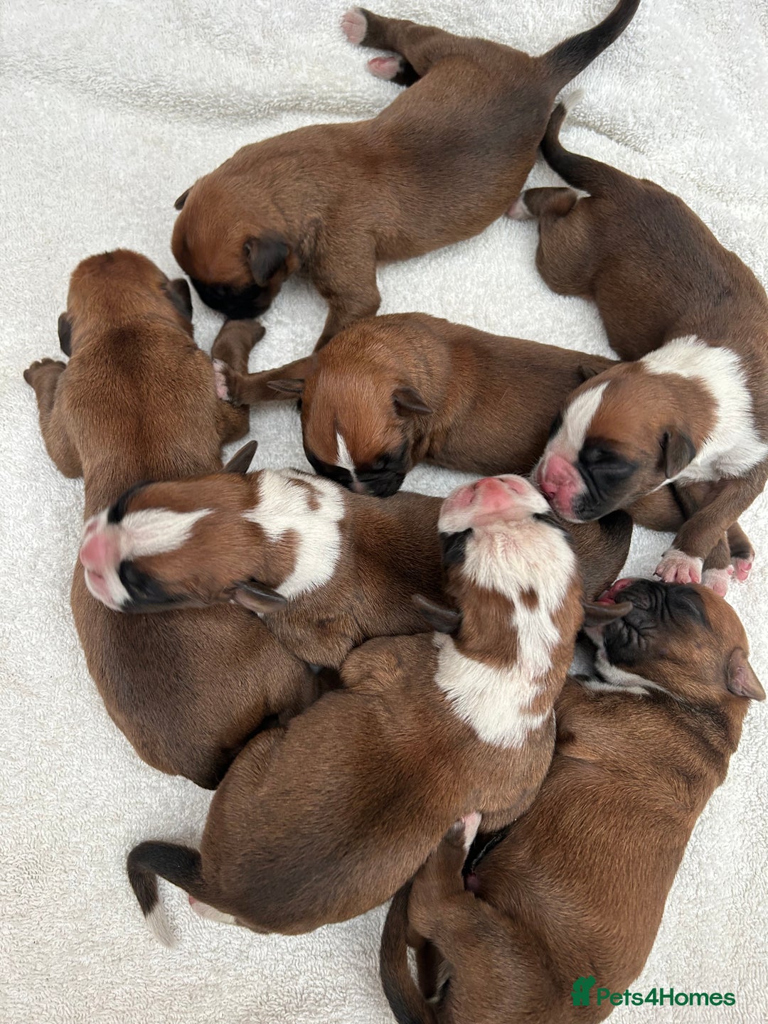 Boxer dogs for sale: 5 STAR LICENSE BREDDER 22 years experience  - Image 4