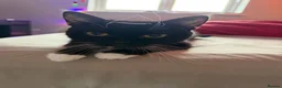Mixed Breed cats for sale: 2 Bonded Female Cats, Koko and Star - Advert 3