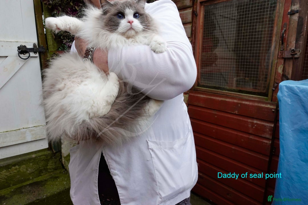 Ragdoll cats for sale: Stunning GCCF Registered Heart Melting Affection - Image 36