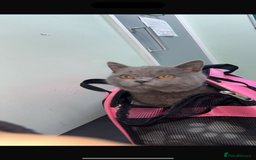 British Shorthair cats for sale: mowgli  - Image 4