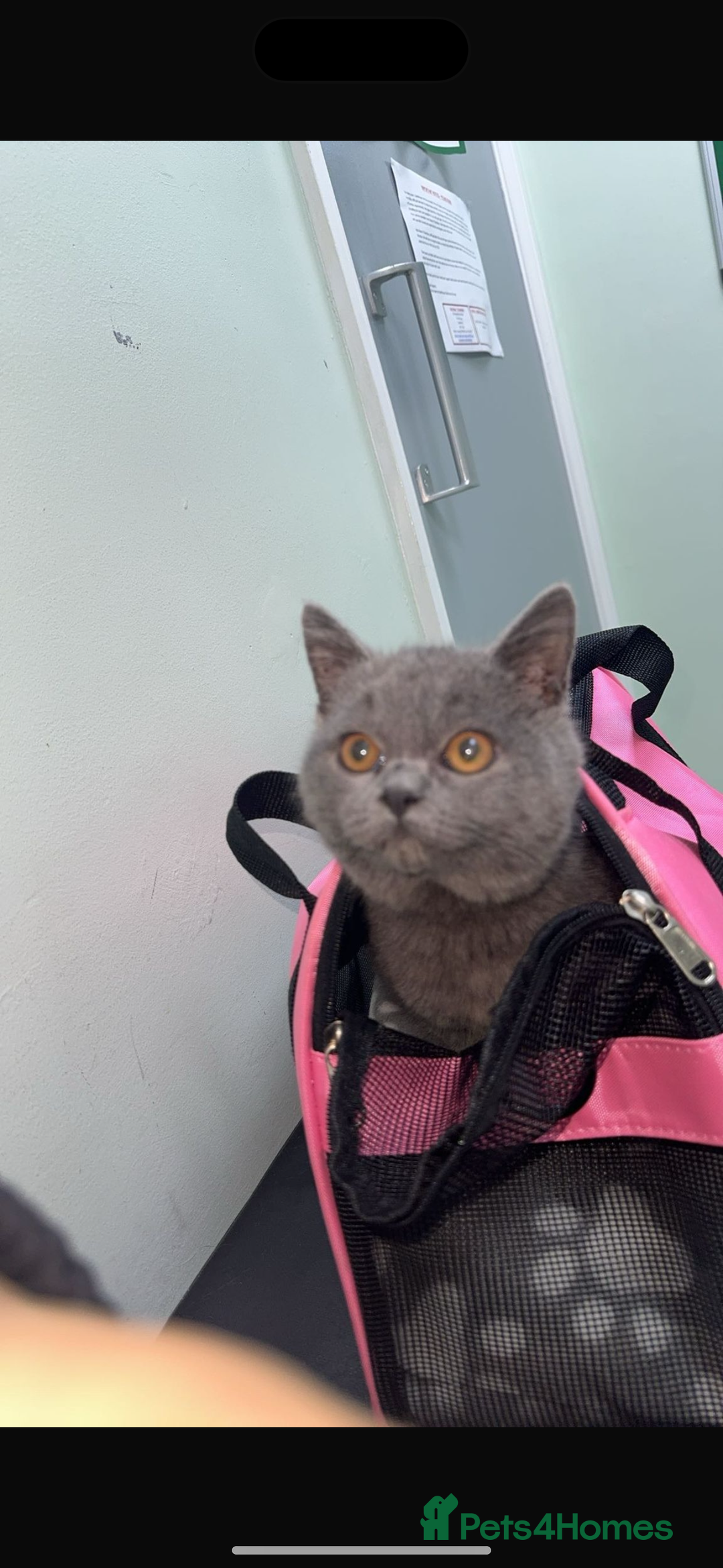 British Shorthair cats for sale: mowgli  - Image 4