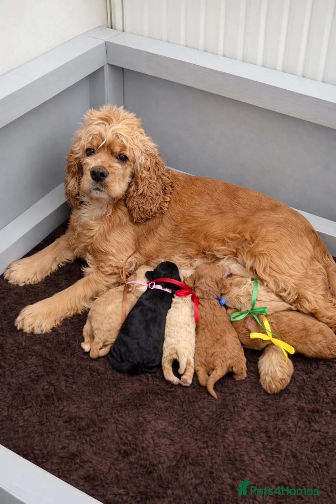 American Cocker Spaniel dogs for sale: Unique American cockapoo puppies - Advert 1