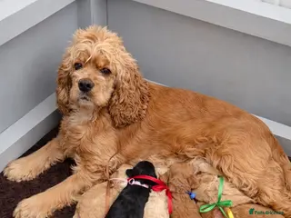 American Cocker Spaniel dogs Unique American cockapoo puppies - Advert 1