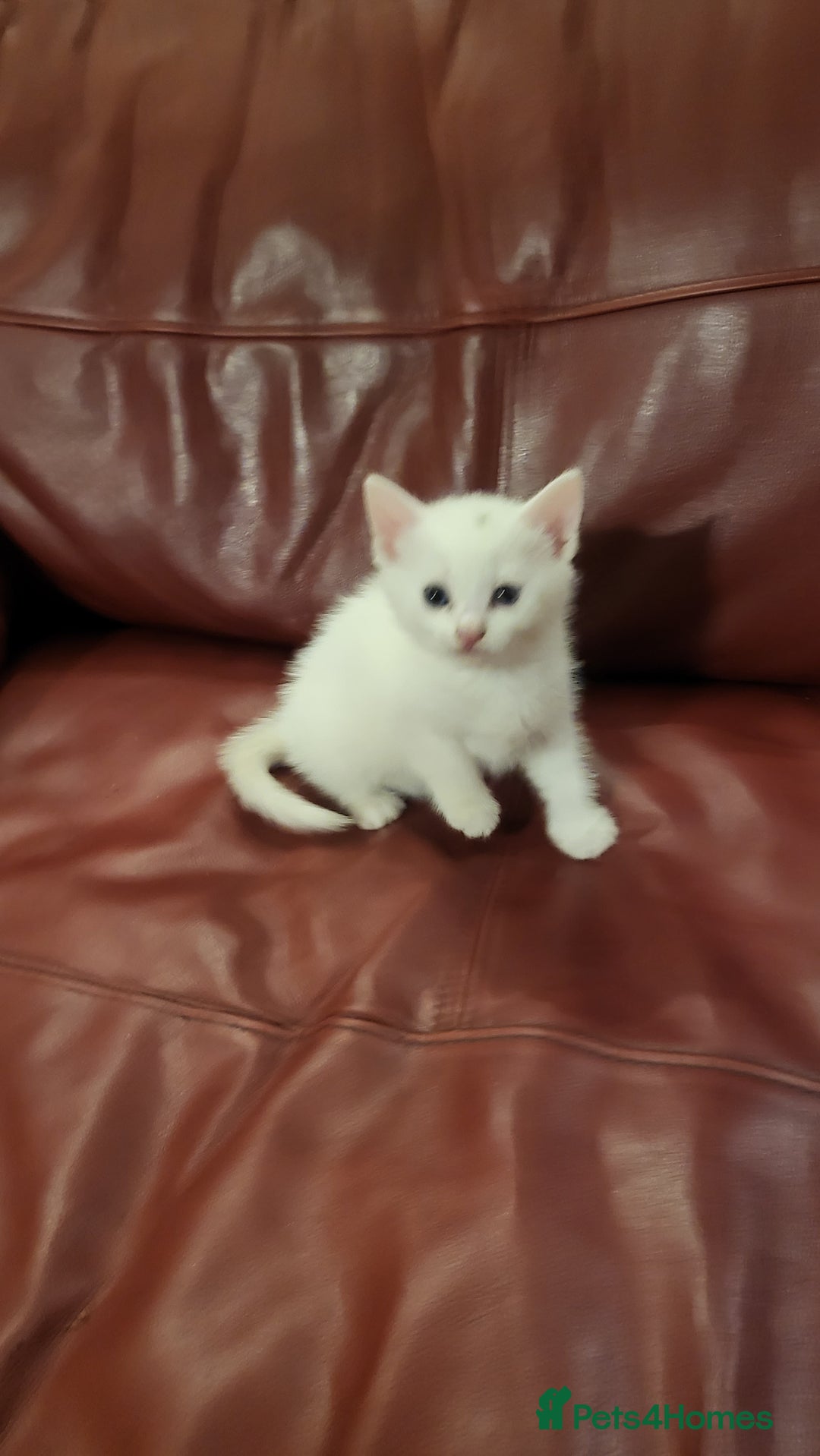 British Shorthair cats for sale: Lovely kittens so playfull  - Image 8
