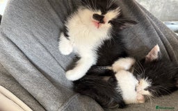 British Shorthair cats for sale: 4 adorable kittens ready for their new home!! - Image 12