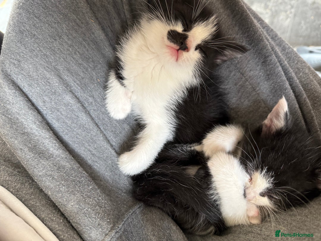 British Shorthair cats for sale: 4 adorable kittens ready for their new home!! - Image 12