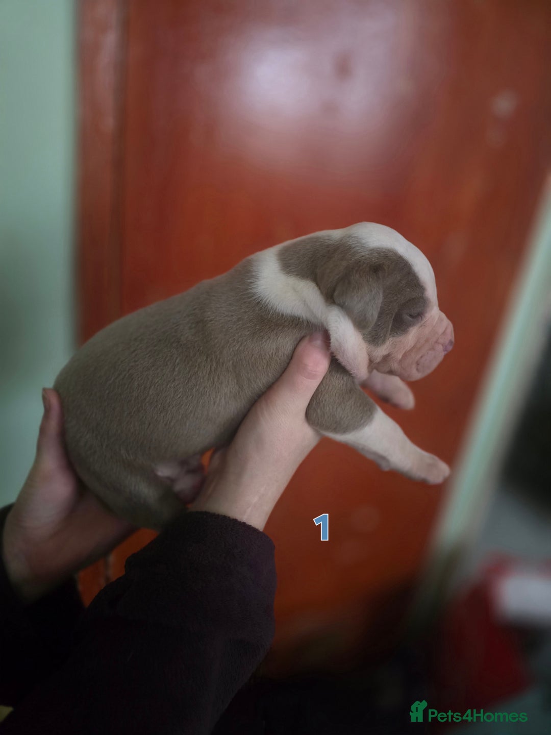 American Bully dogs for sale: Standard American bullys - Advert 7