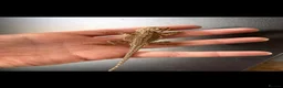 Bearded Dragon reptiles for sale: Baby bearded dragons hypos mixed  - Advert 7