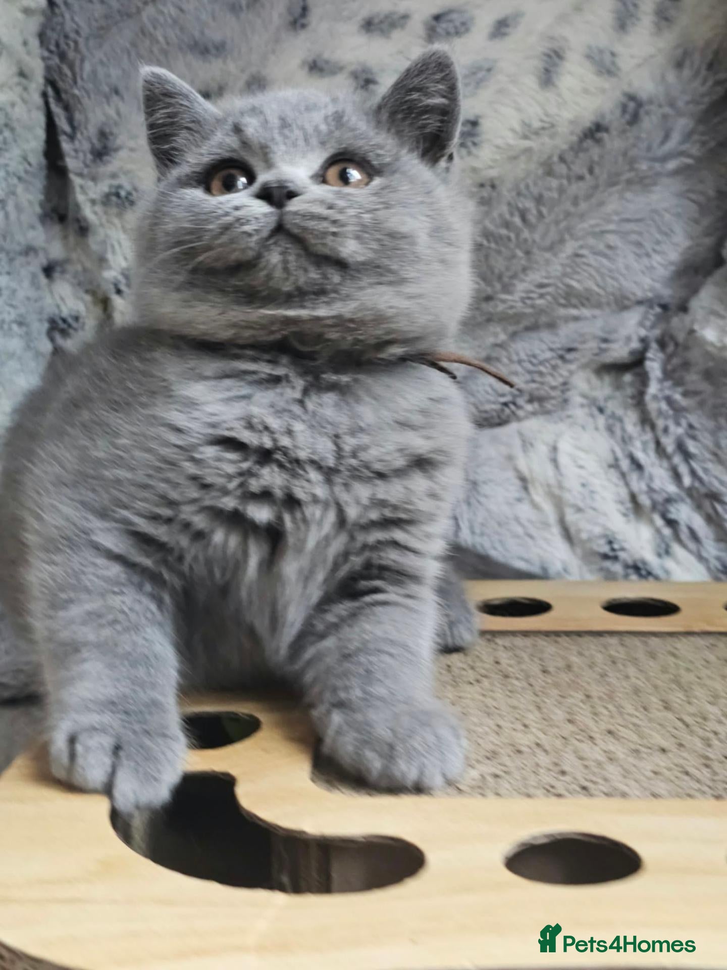 British Shorthair cats for sale: GCCF Registered BSH Kittens – READY SOON  - Advert 2