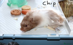 Hamster rodents for sale: Syrian Hamsters – various ages - Image 3