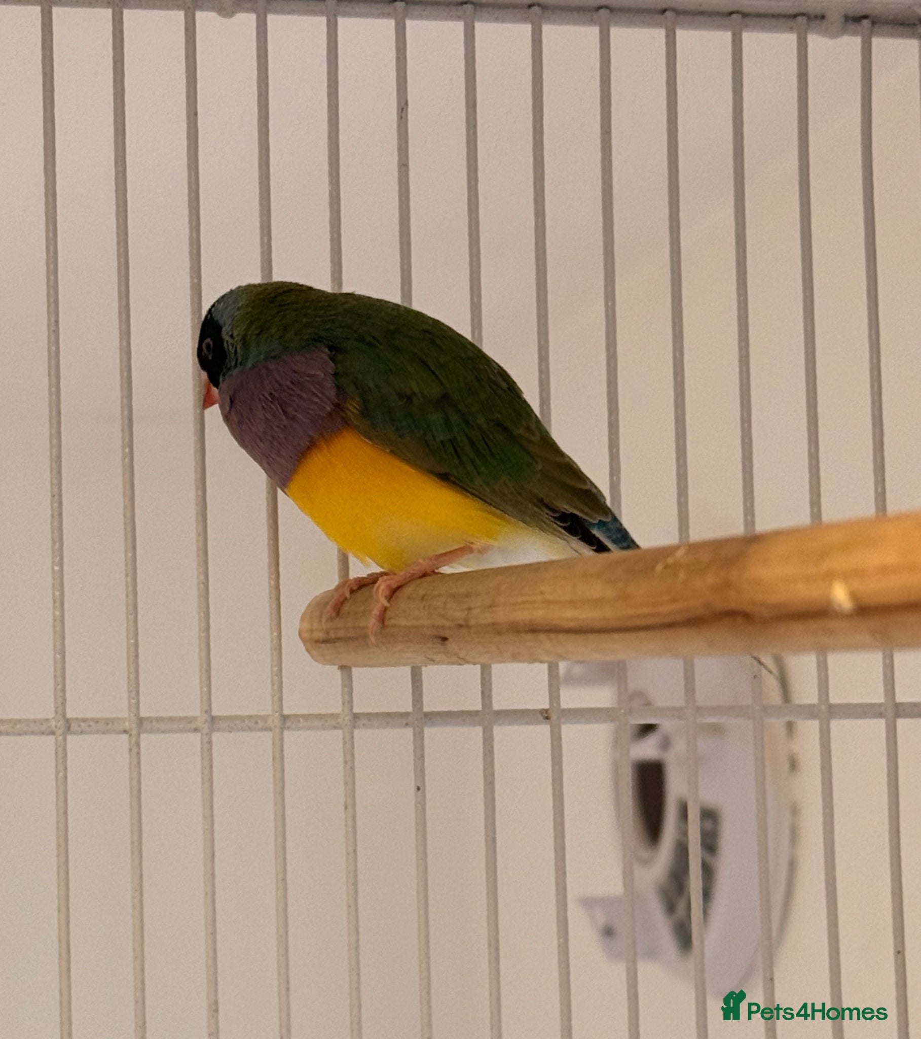 Finches birds for sale: 🐦 TOP QUALITY YOUNG MALE BLACKHEAD GOULDIANS — - Advert 5