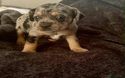 Mixed Breed dogs for sale: Beautiful Frenchie cross dachshund puppies   - Image 20