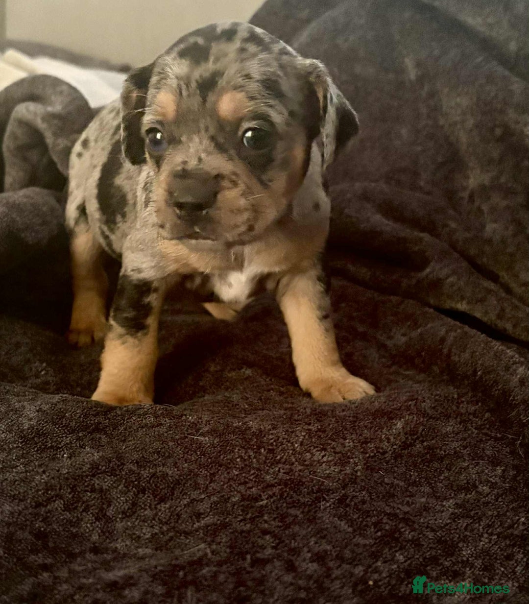 Mixed Breed dogs for sale: Beautiful Frenchie cross dachshund puppies   - Image 20