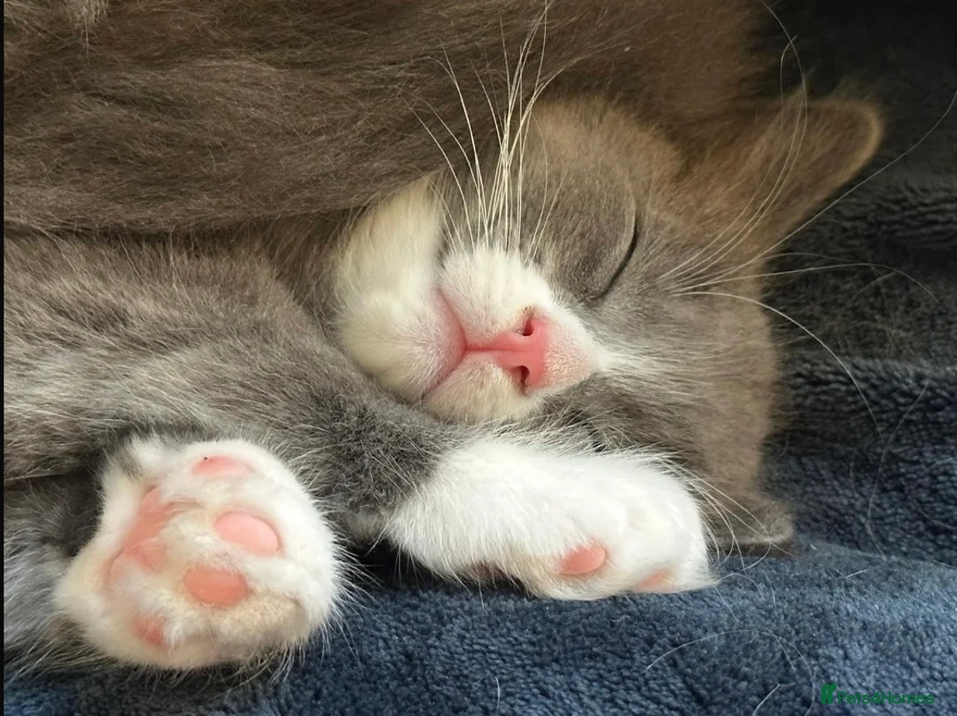 Maine Coon cats for sale: Rag Coon Kittens - Advert 15