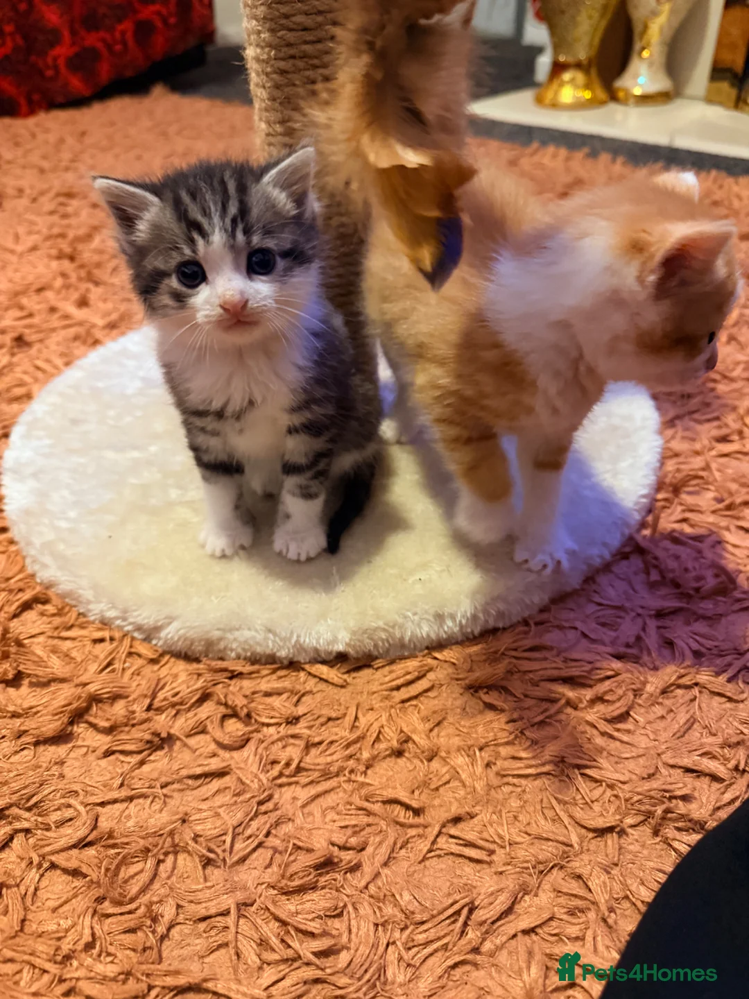 Mixed Breed cats for sale: Kitten ready to leave  - Advert 1