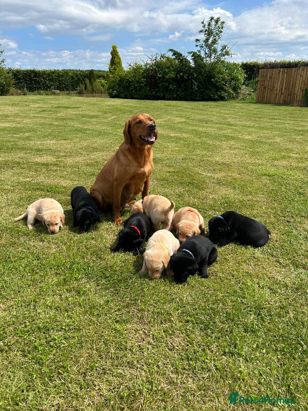 Labrador Retriever dogs for sale: Labrador pups x8 in Widnes - Advert 1