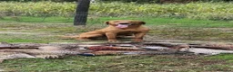 Labrador Retriever dogs for stud: Working fox red labrador for syud - Advert 3