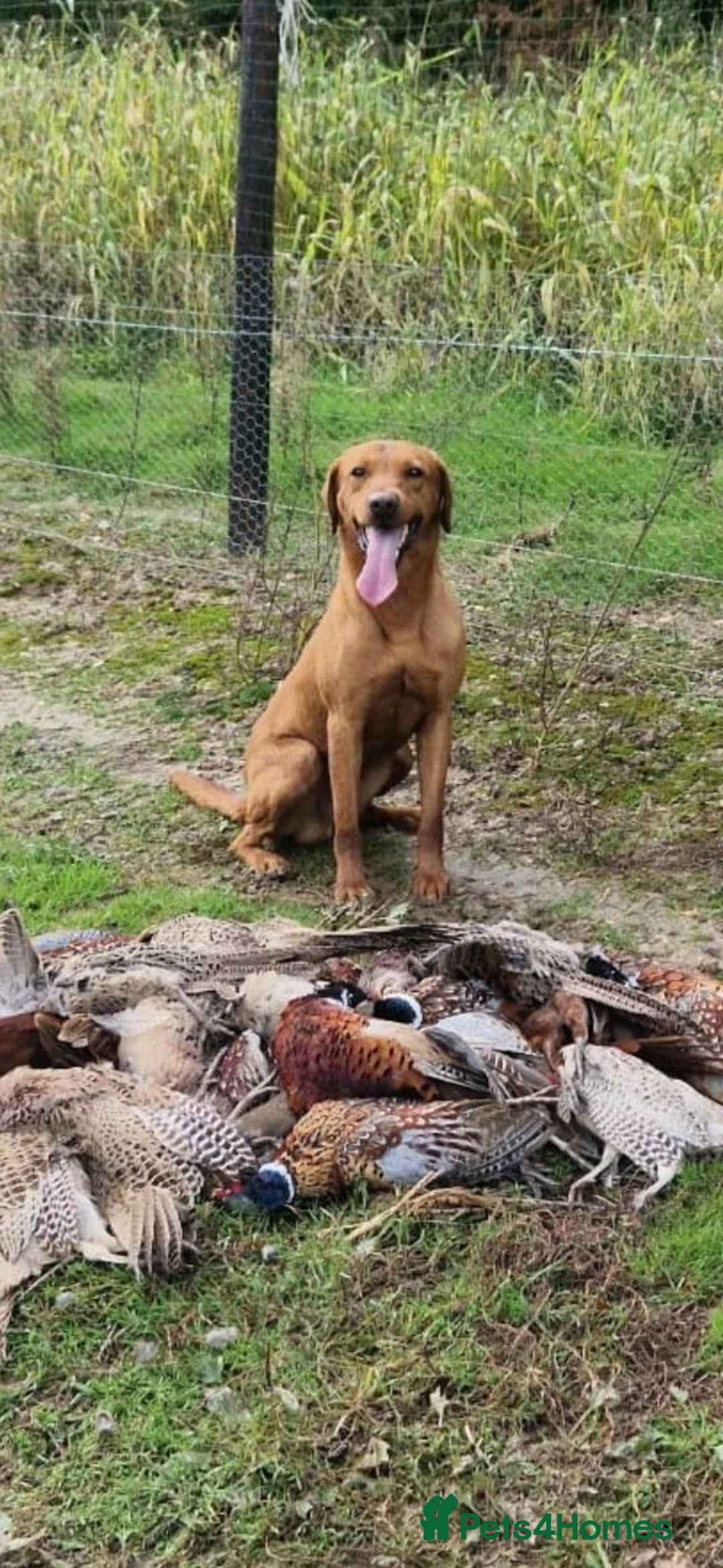 Labrador Retriever dogs for stud: Working fox red labrador for syud - Advert 3