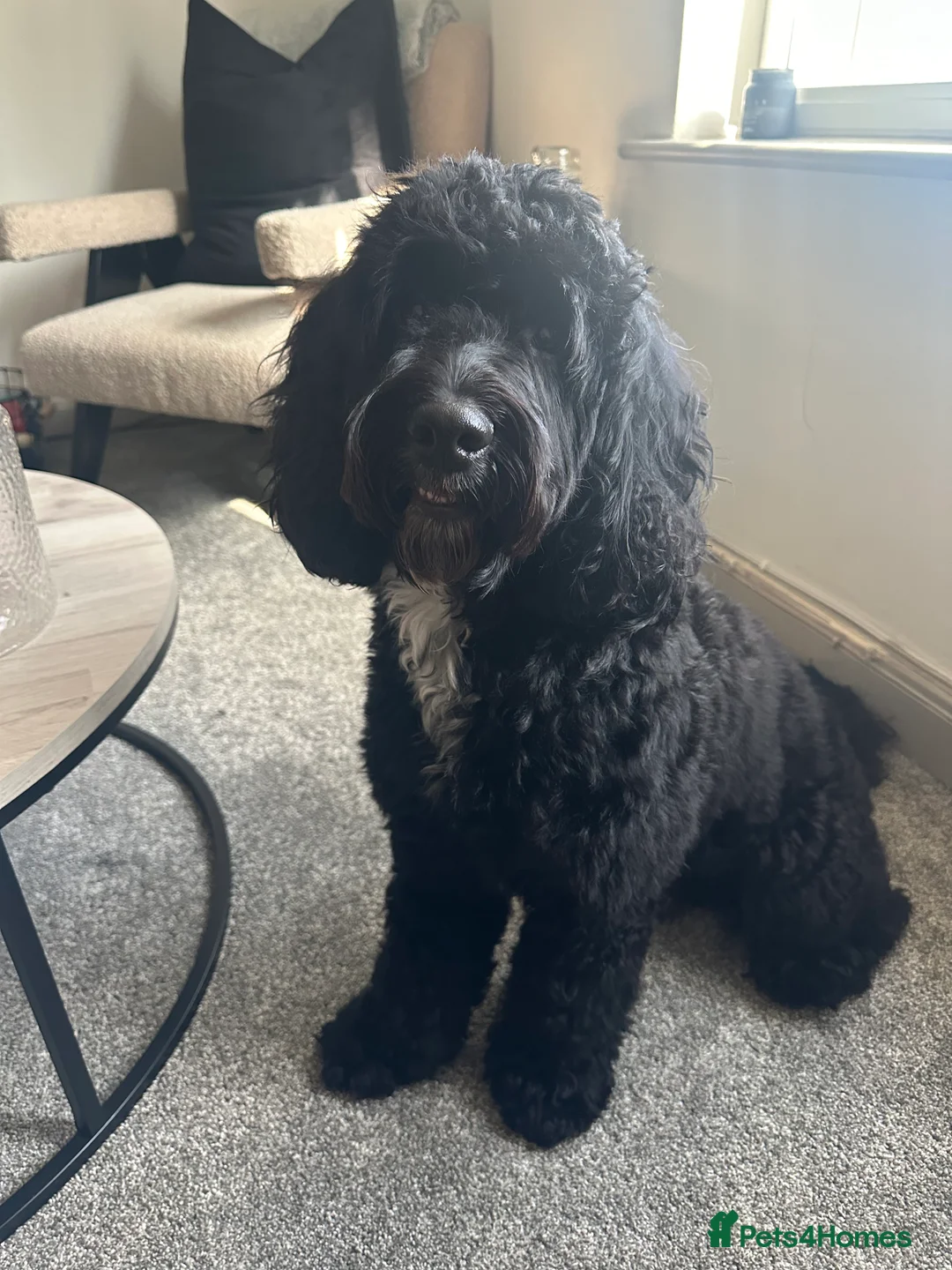 Mixed Breed dogs for sale: 2 Year old Sprockerpoo for sale  - Advert 10