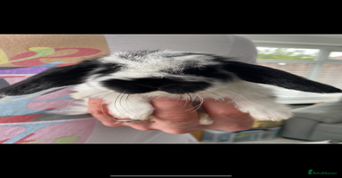 Mini Lop rabbits - Advert 2