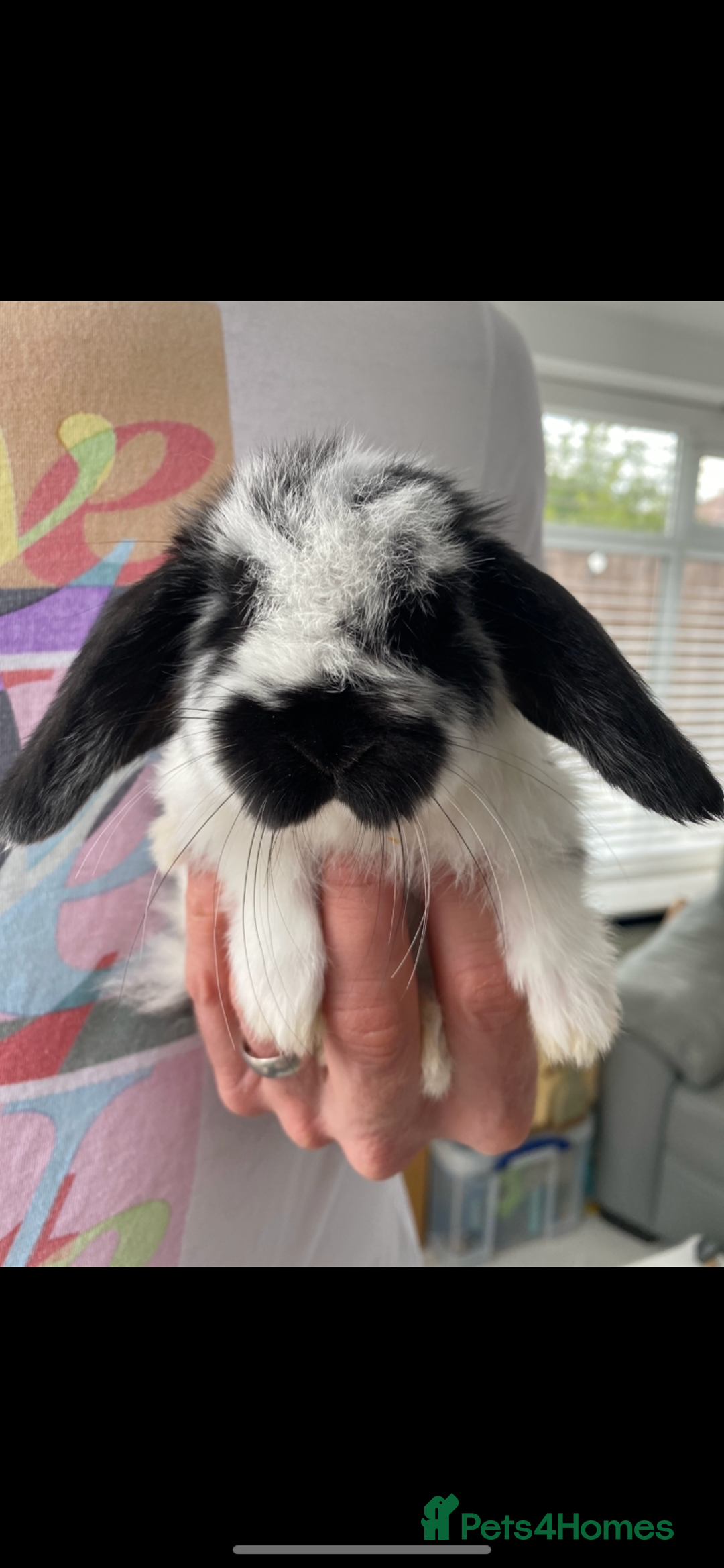 Mini Lop rabbits for sale: Gorgeous mini lops ready for their forever homes  - Image 2