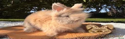 Angora rabbits for sale: Fully Vaccinated Pedigree English Angoras  - Advert 14