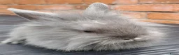 Mixed Breed rabbits for sale: Baby Bunnies - Advert 5