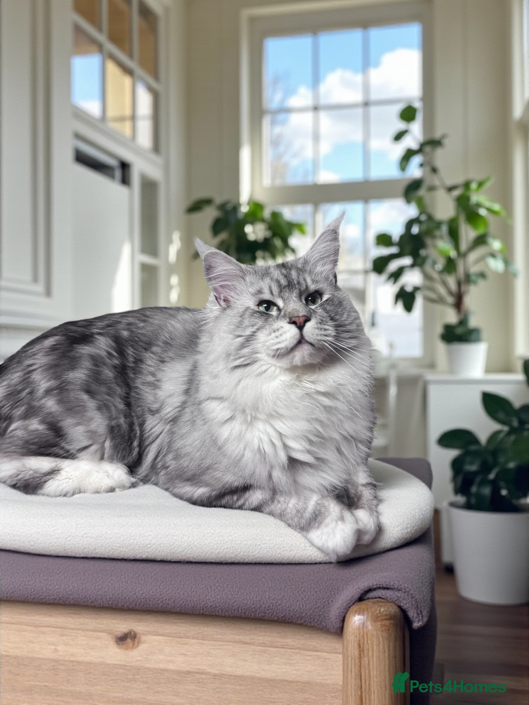 Maine Coon cats 🔥Beautiful stud Maine Coon ❤️ in Northampton - Advert 8