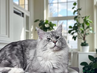 Maine Coon cats in Northampton - Advert 7