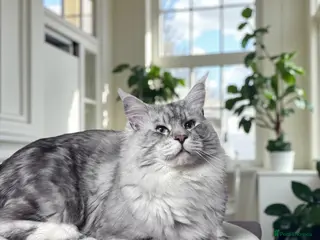 Maine Coon cats 🔥Beautiful stud Maine Coon ❤️ in Northampton - Advert 9