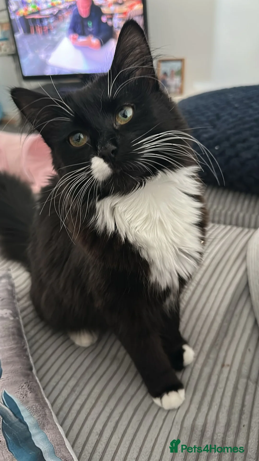 British Longhair cats for sale: 8 months kitten  in Alexandria - Advert 2