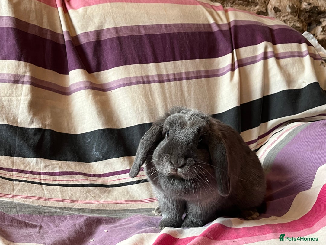 Mini Lop rabbits for sale: One pure mini lop female rabbit - Advert 6