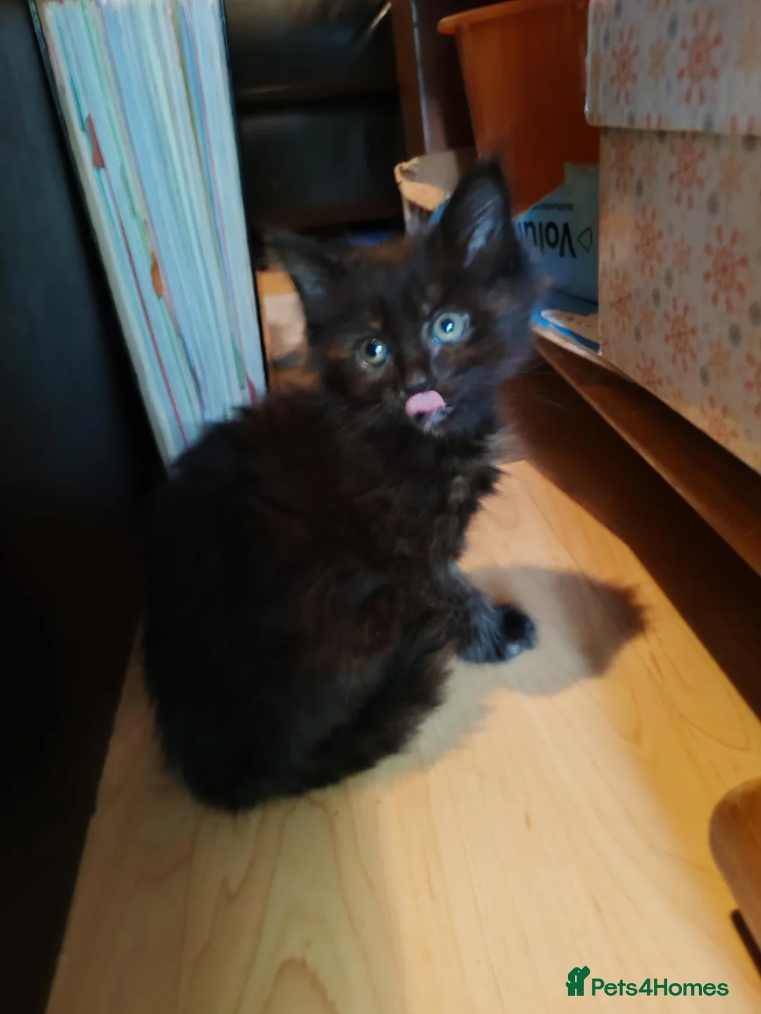 British Shorthair cats for sale: 6 Beautiful, fluffy, black and calico kittens - Advert 2