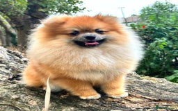 Pomeranian dogs for sale: Beautiful Pomeranian Grill - Image 6