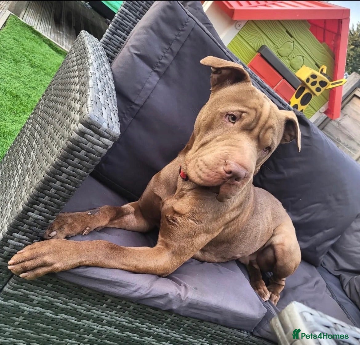 Mixed Breed dogs 4 Year Old Male Mastiff x Shar Pi Called Cookie  - Advert 10