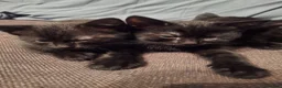 Mixed Breed cats for sale: Very nice kittens:3 boys and 3 girls - Advert 26