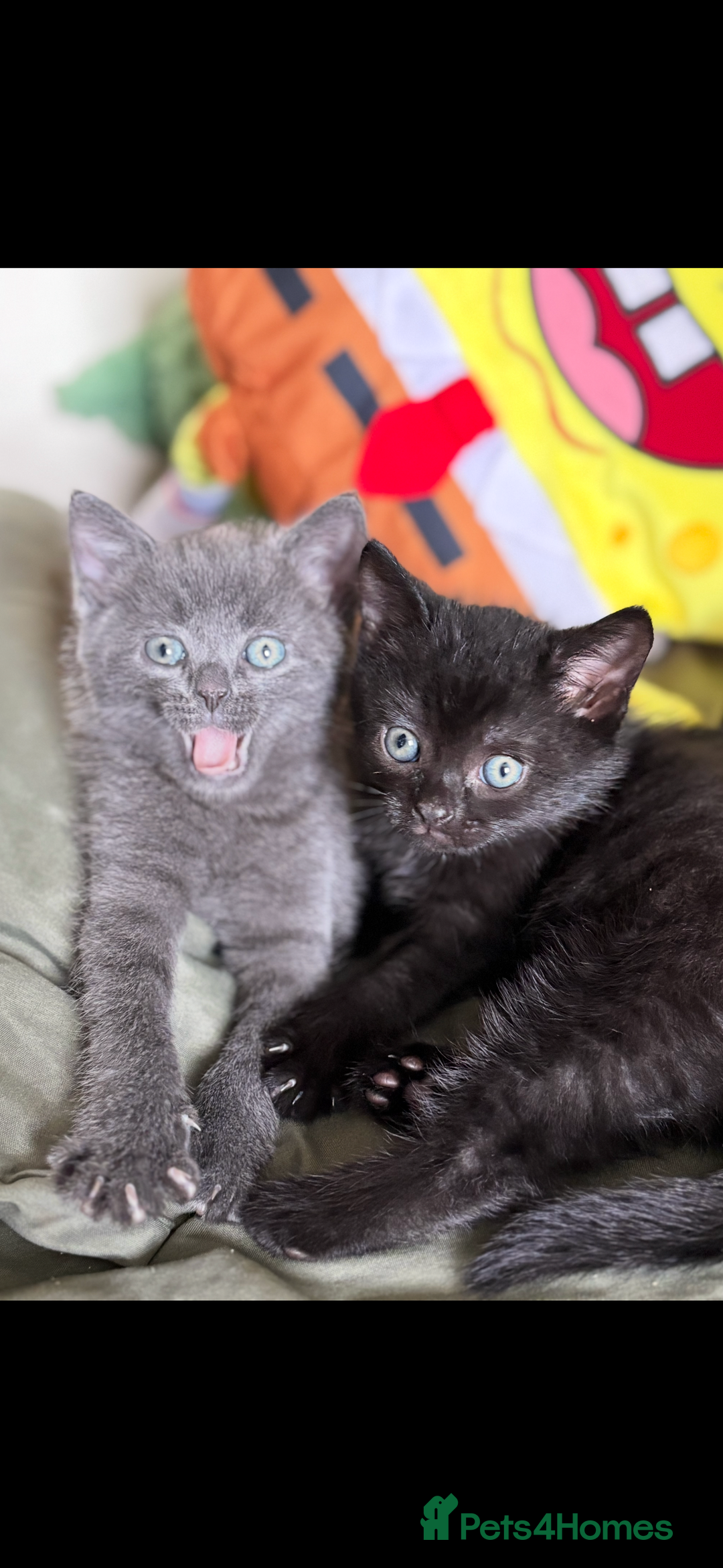 British Shorthair cats for sale: Blue British Short Hair Mix - Image 6