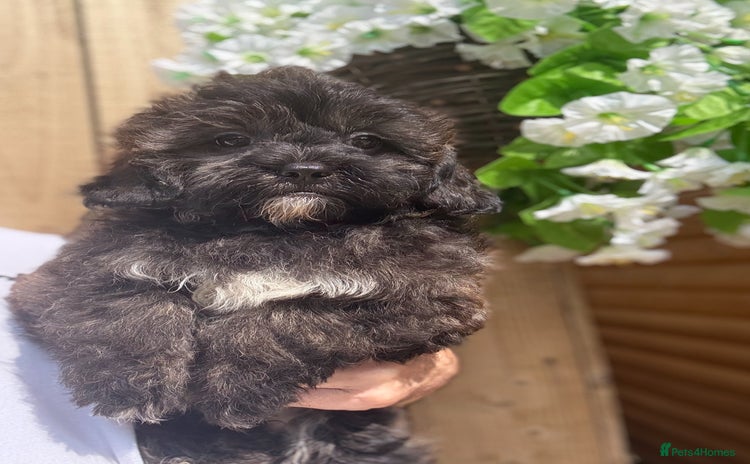 Shihpoo dogs - Advert 2