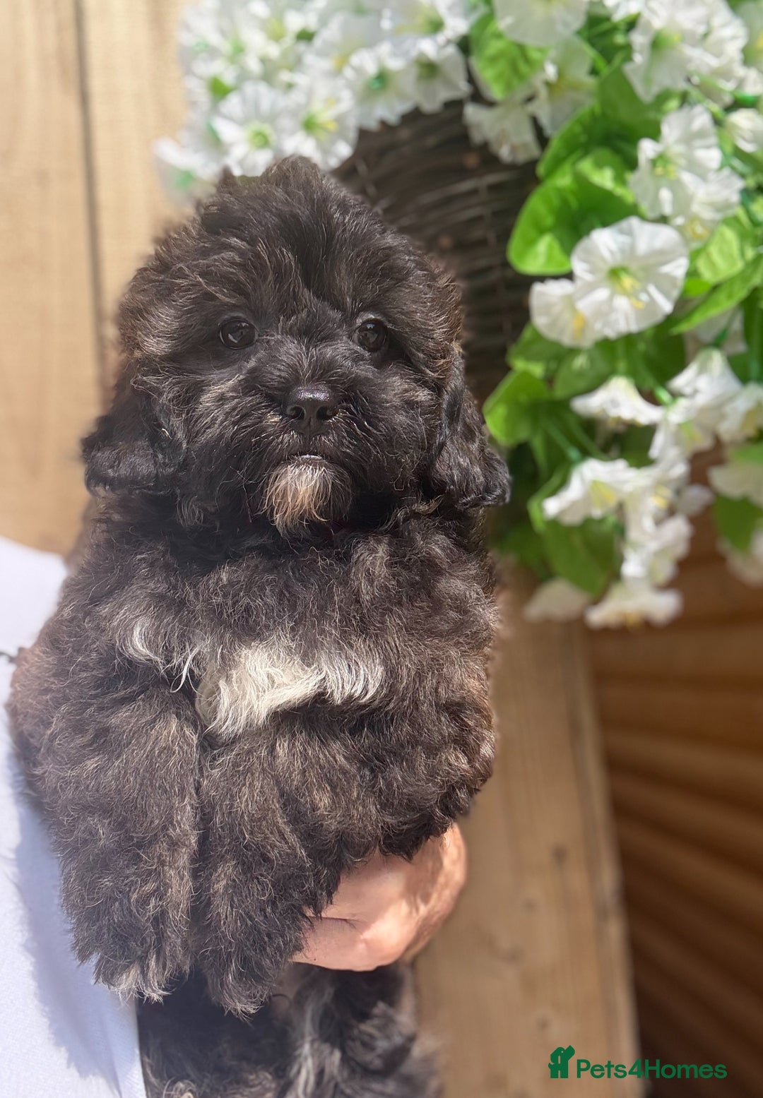 Shihpoo dogs for sale: 🩷 Beautiful Shihpoo Girls available 💙 - Image 8