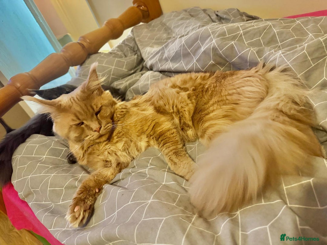 Maine Coon cats for sale: ✨Stunning Maine Coon Kittens✨ - Image 14