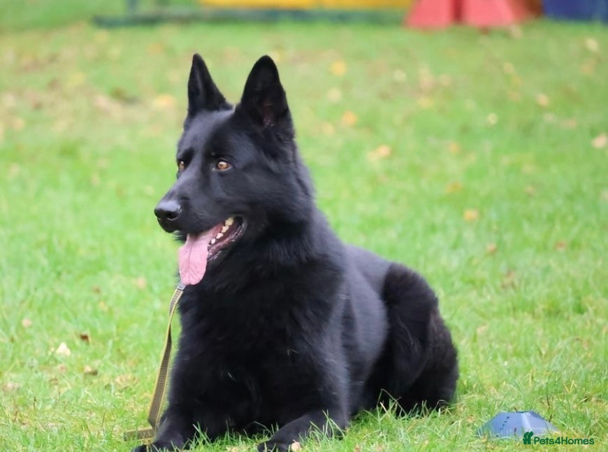 German Shepherd dogs Working German shepherd for stud - Advert 1