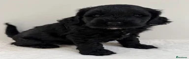 Australian Labradoodle 3