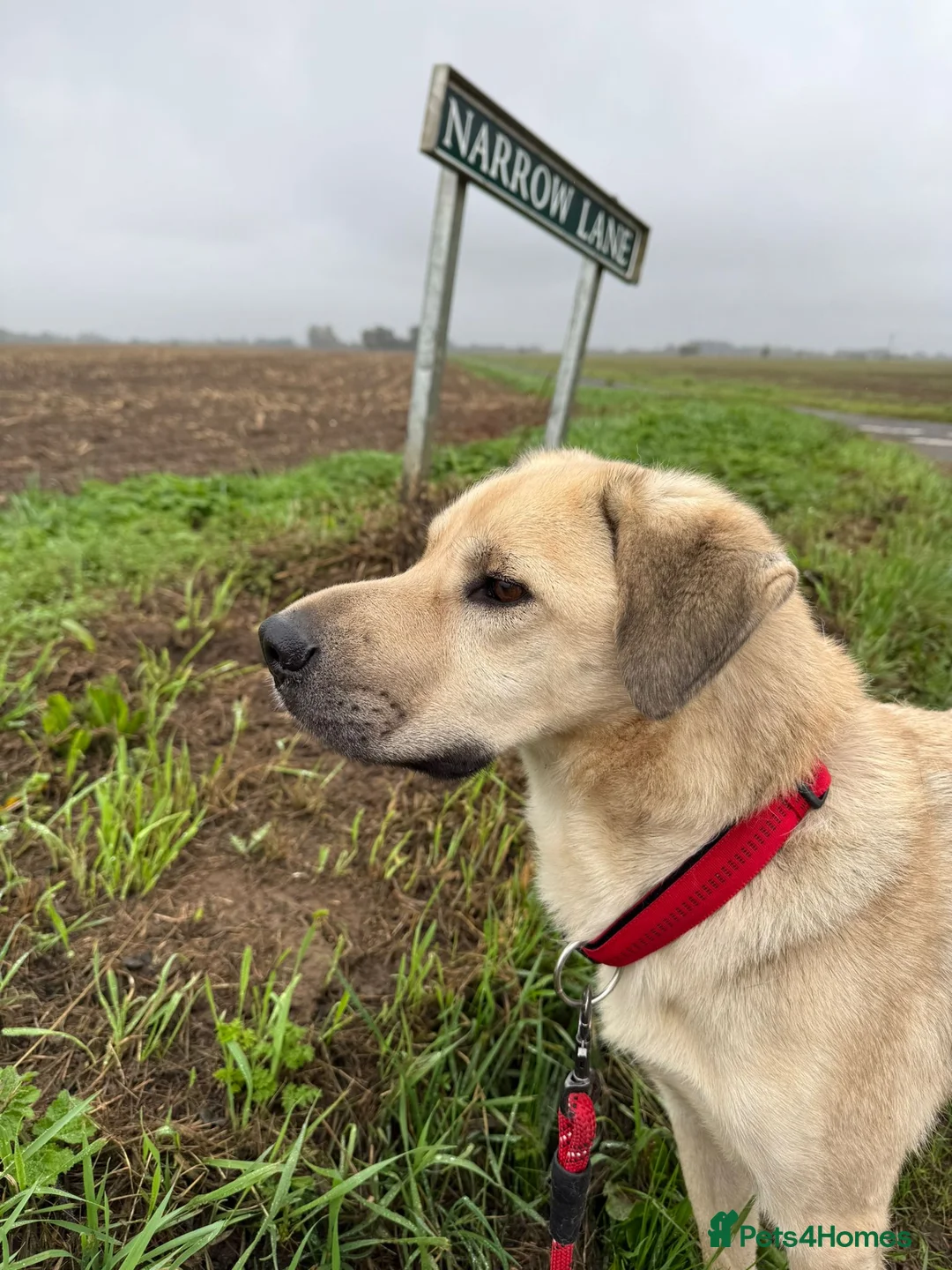 Mixed Breed dogs for adoption: 💙RUFUS💙- Young, Misunderstood, Fading In Kennels - Advert 8