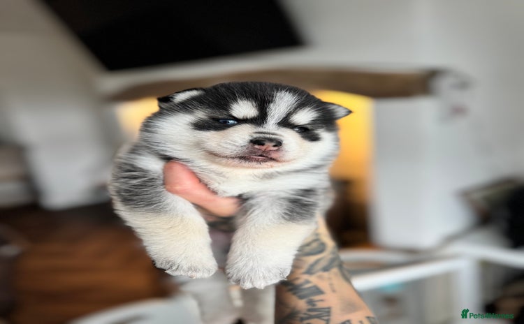 Pomsky dogs - Advert 11