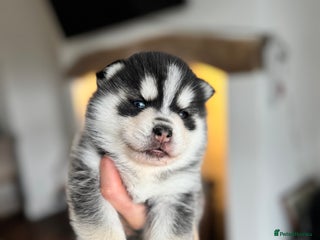 Pomsky dogs Lilac sired F2 masked Pomsky blue eyes - Advert 13