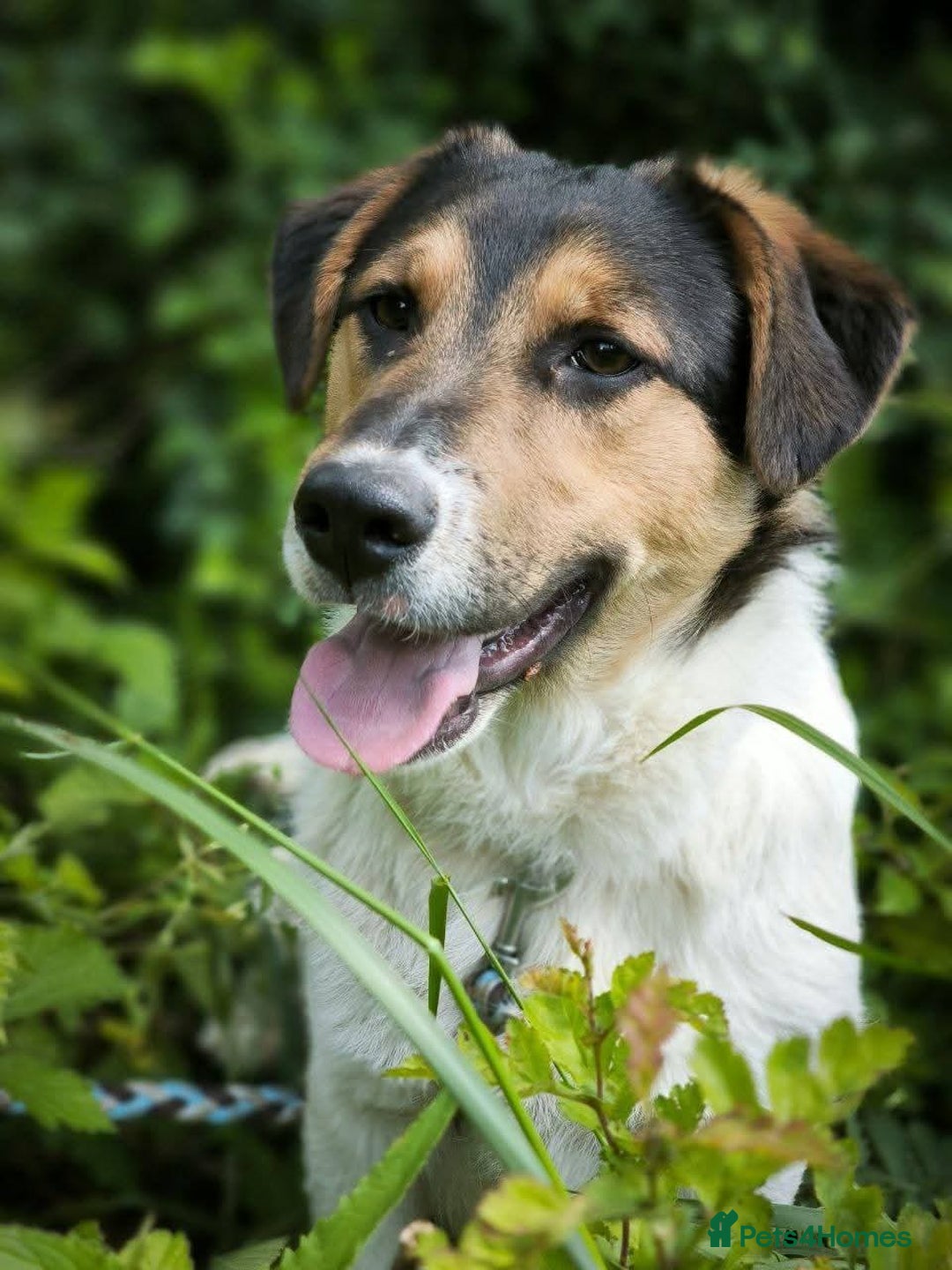 Mixed Breed dogs for adoption: 💙🐶 CASPER 🐶💙 - Image 12
