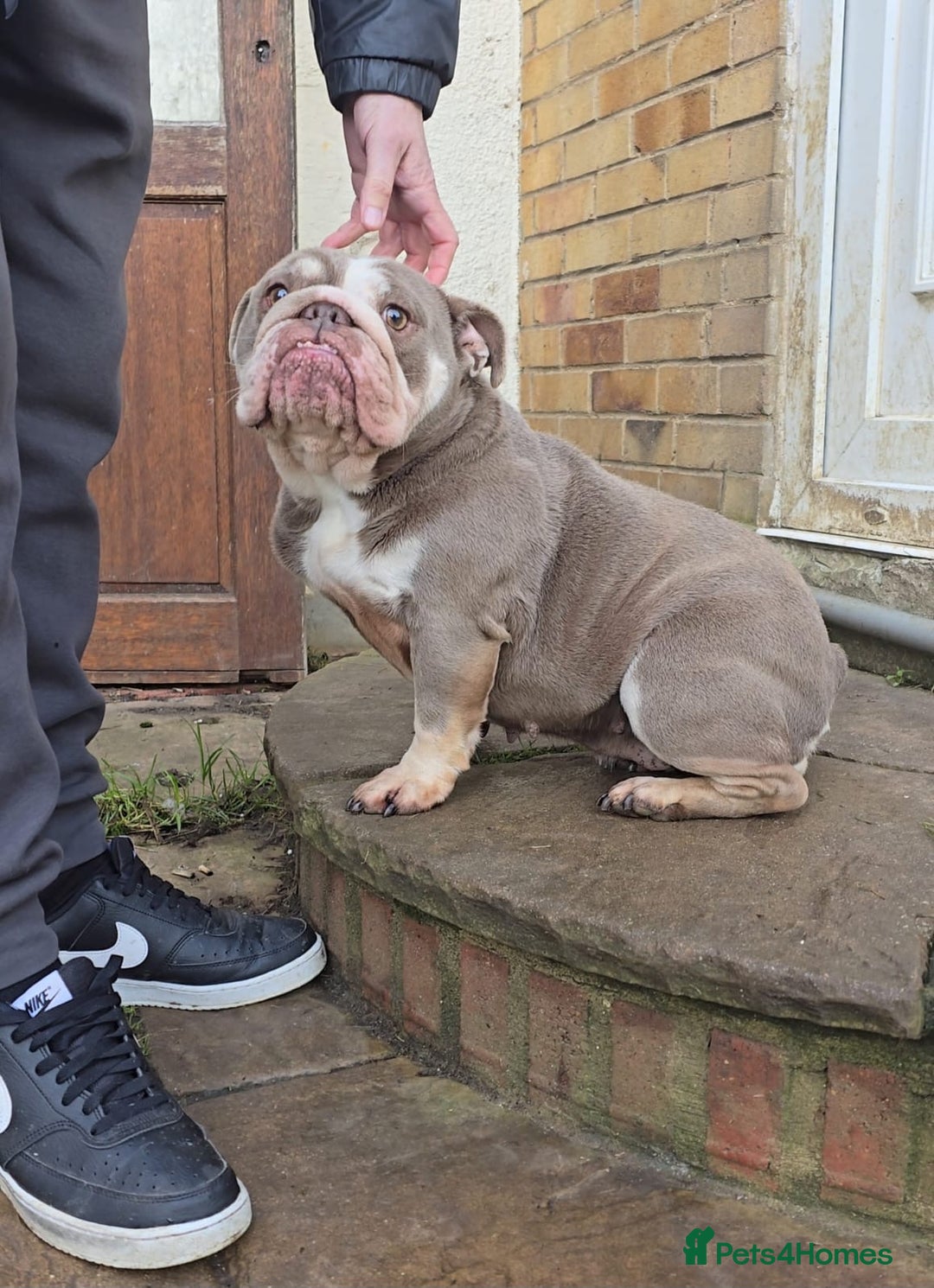 English Bulldog dogs for sale: Beautiful English bulldog female - Advert 1