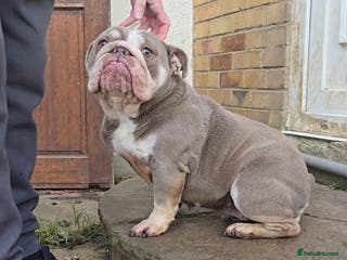 English Bulldog dogs Beautiful English bulldog female - Advert 2